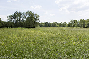 Wiesen beim Illwald