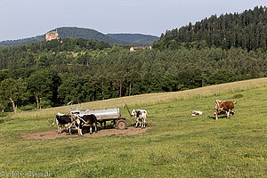 Vogesenrind auf dem Gimbelhof