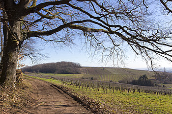 Weinwanderweg bei Jungholz