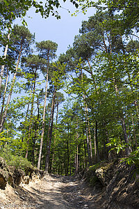 Wanderweg von Steinseltz auf den Taubenschlagpass