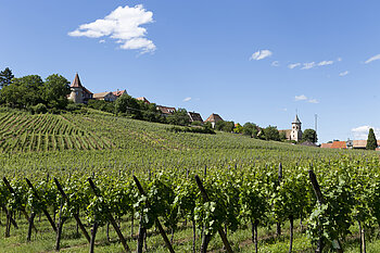 Weinberge bei Zellenberg