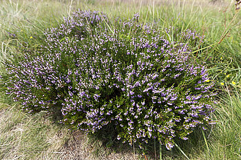 Erika auf dem Gazon du Faing