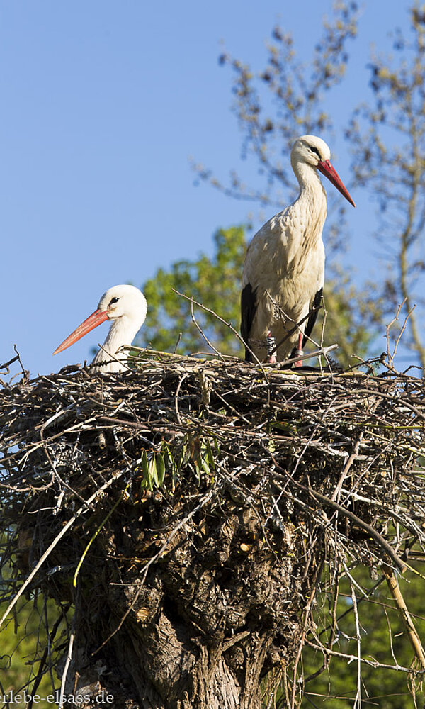 Störche in Eguisheim