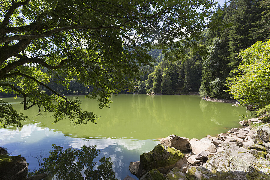 Idylle pur am Altenweiher