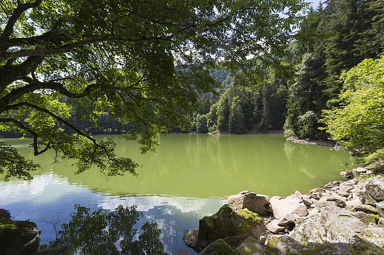 Idylle pur am Altenweiher