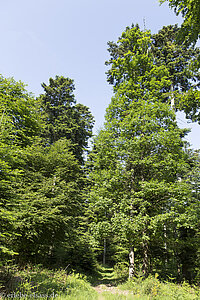 Wanderweg von Oberhaslach auf den Rocher de Mutzig