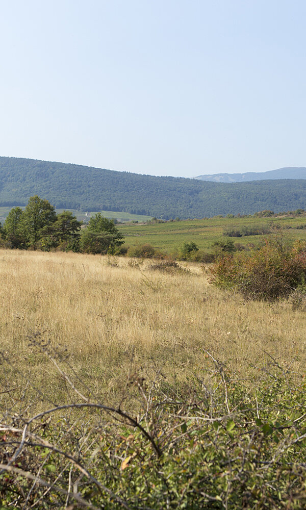 Collines de Rouffach auf dem Bollenberg