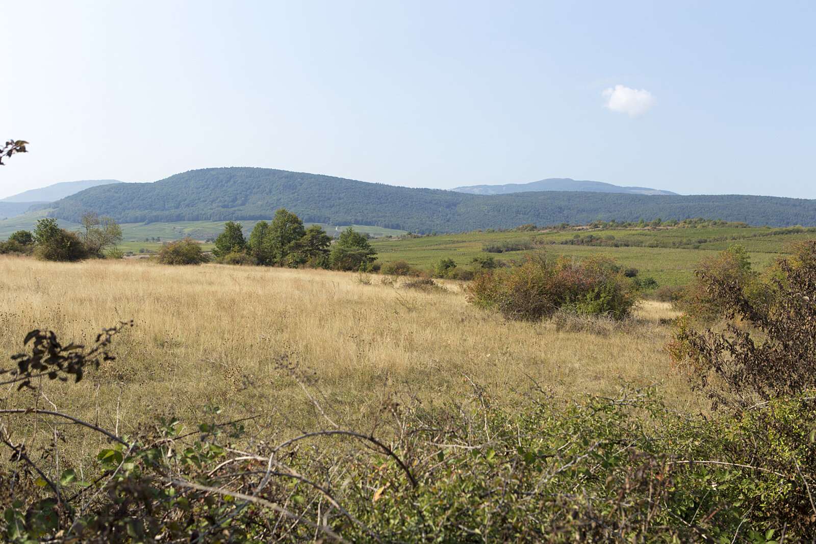 Blick auf die Collines de Rouffach auf dem Bollenberg