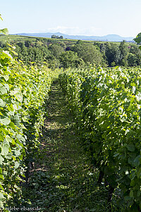 Reben am Weinlehrpfad Eguisheim