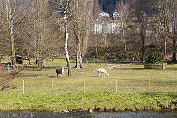Alpakas Bruche-Tal