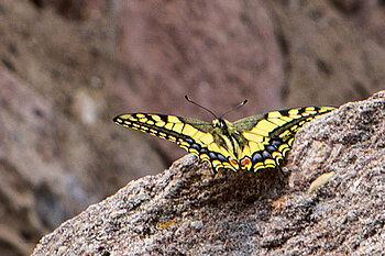 Der Schwalbenschwanz ist ein gelber Schmetterling.