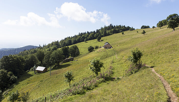 Wanderung auf den Thanner Hubel