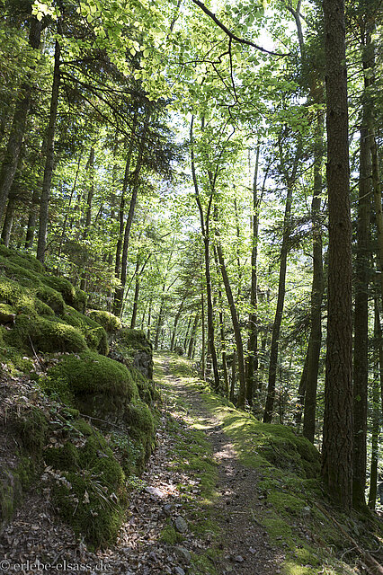 Wanderung ins Netzenbachtal