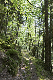 Wanderung ins Netzenbachtal
