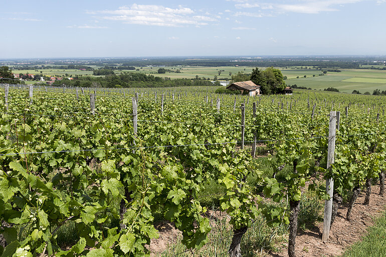 Weinlage Mamberg