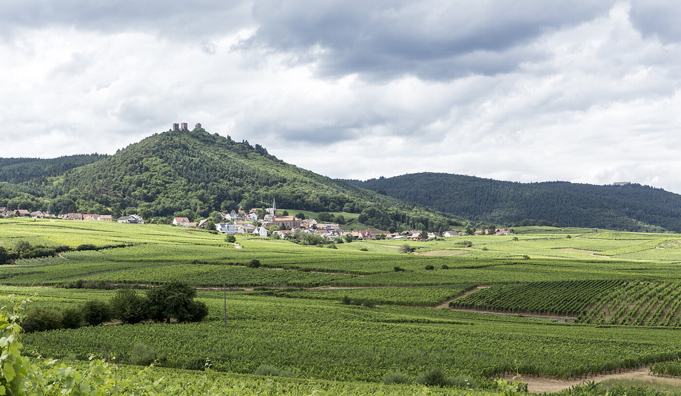 Wanderung zu den drei Burgen von Eguisheim durch die Weinberge