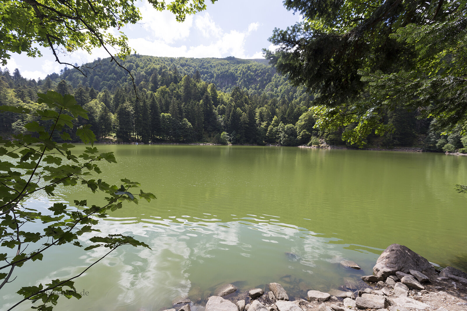 Blick über das grüne Wasser des Altenweihers in den Vogesen