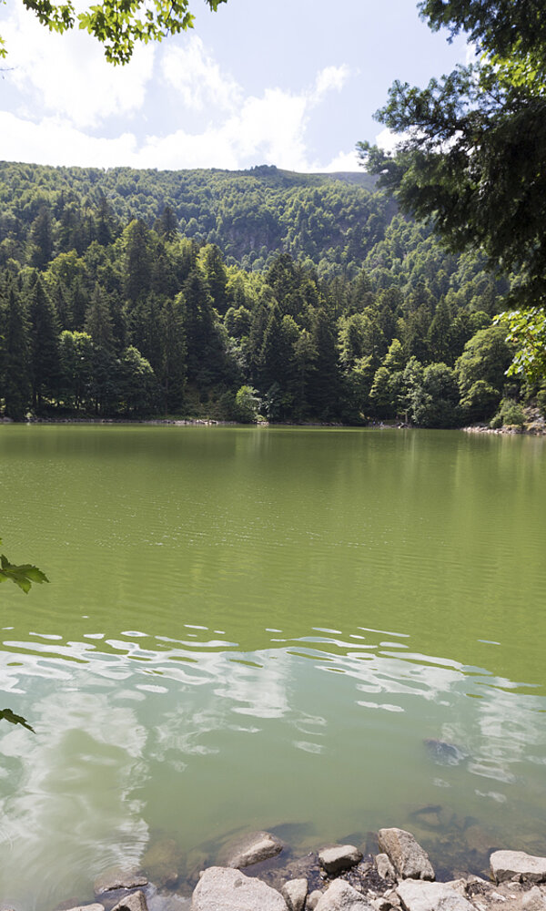 Aussicht über den Altenweiher