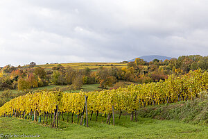 Weinberge nördlich von Obernai