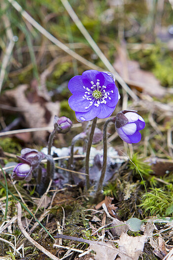 Leberblümchen als Friedensbote