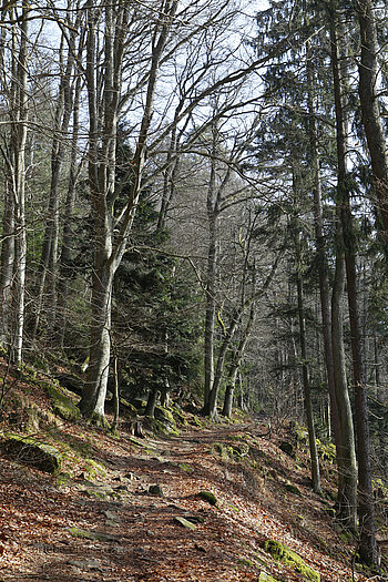 Wanderweg beim Col du Schaentzel