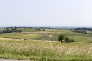 Wiesen und Weinfelder zwischen Wissembourg und Steinseltz