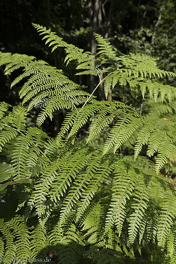 Echter Wurmfarn oder auch Männerfarn