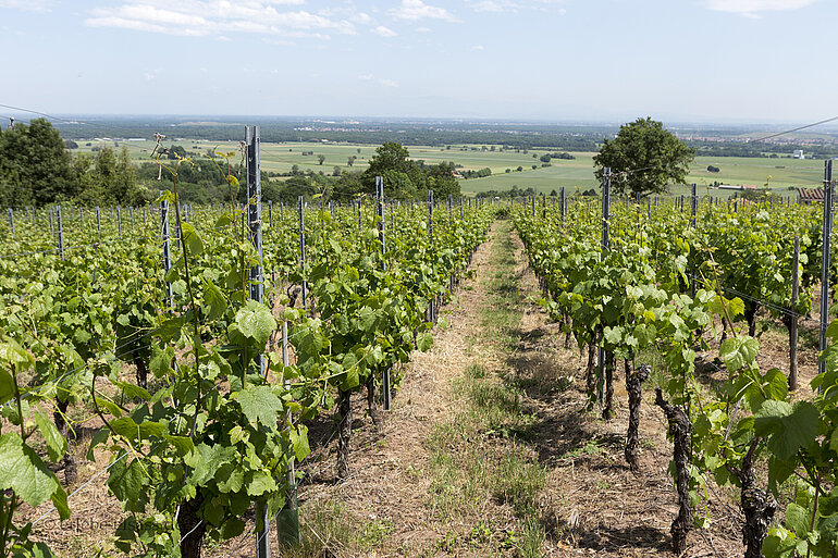 Chemin des Vignes Wattwiller