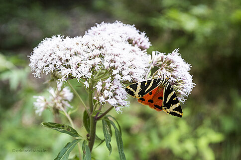 Spanische Flagge bei der Sicurani-Kapelle
