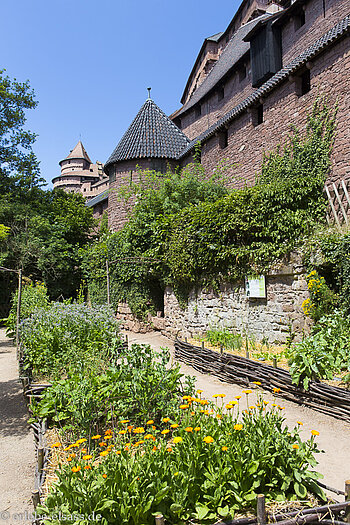 Mittelalterlicher Garten an der äußeren Festungsmauer der Hohkönigsburg