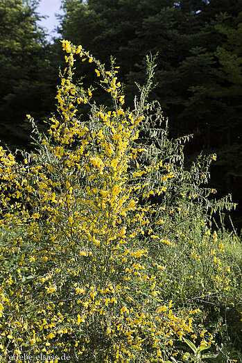 Blühender Ginster am Wegrand