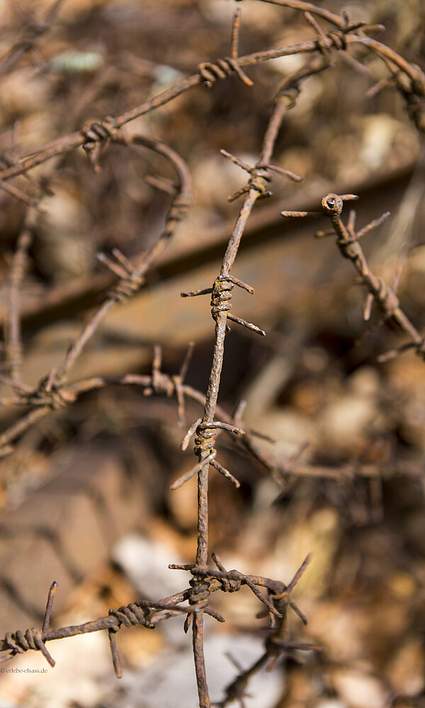 Stacheldraht aus dem Ersten Weltkrieg am Hartmannswillerkopf