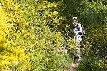 Ginsterblüte am Wildberg