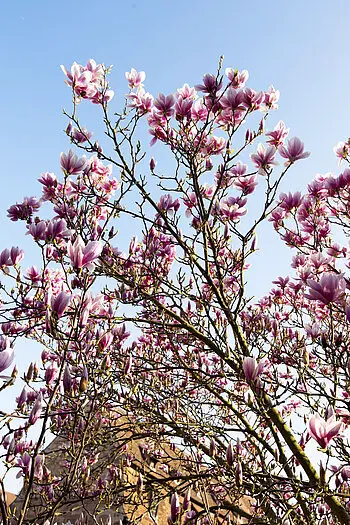 Magnolienblüte in Weißenburg
