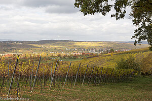 Weinberge zwischen Bœrsch und Rosheim