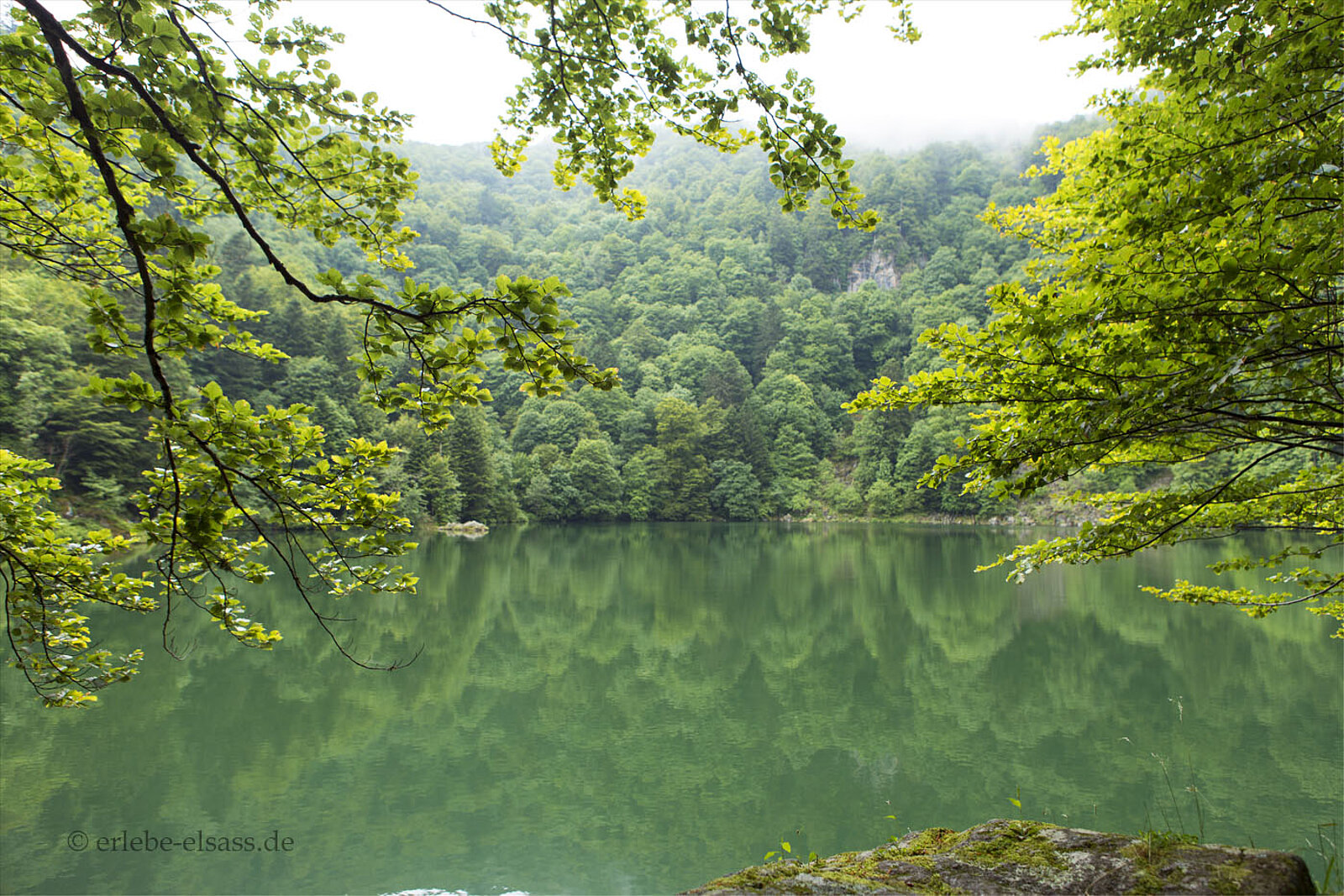 Leuchtend grünes Wasser des Neuweihers mit mystischer Stimmung