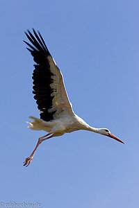 ein Storch kommt angeflogen