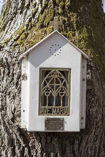 Kapelleneiche oberhalb von Kaysersberg