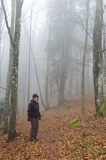 Nebelwald am Elsässer Belchen