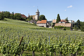 Weinberge bei Zellenberg