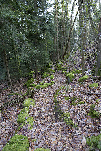 Wanderweg beim Château du Hugstein