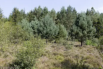 Naturwaldreservat Adelsberg-Lutzelhardt
