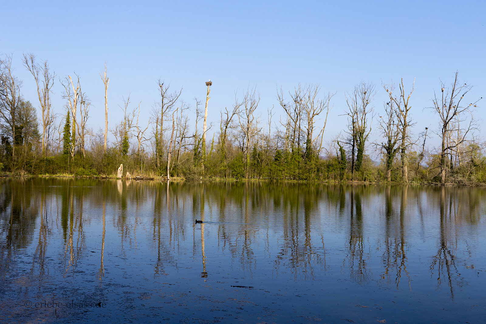 Kormoran‑Kolonie an einem ruhigen Gewässer der Kleinen Elsässischen Camargue