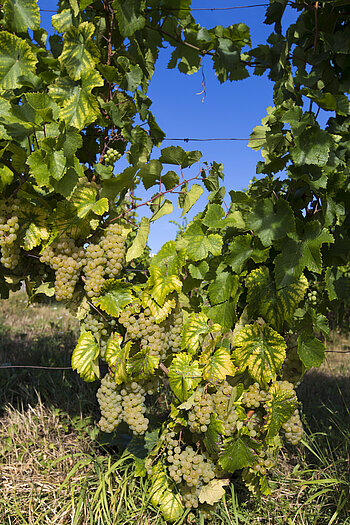 Grand Cru am Kaefferkopf
