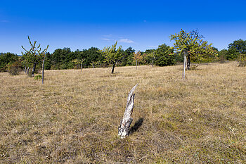 Obstbäume auf dem Bollenberg