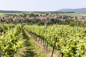 Blick über die Weinfelder nach Steinseltz