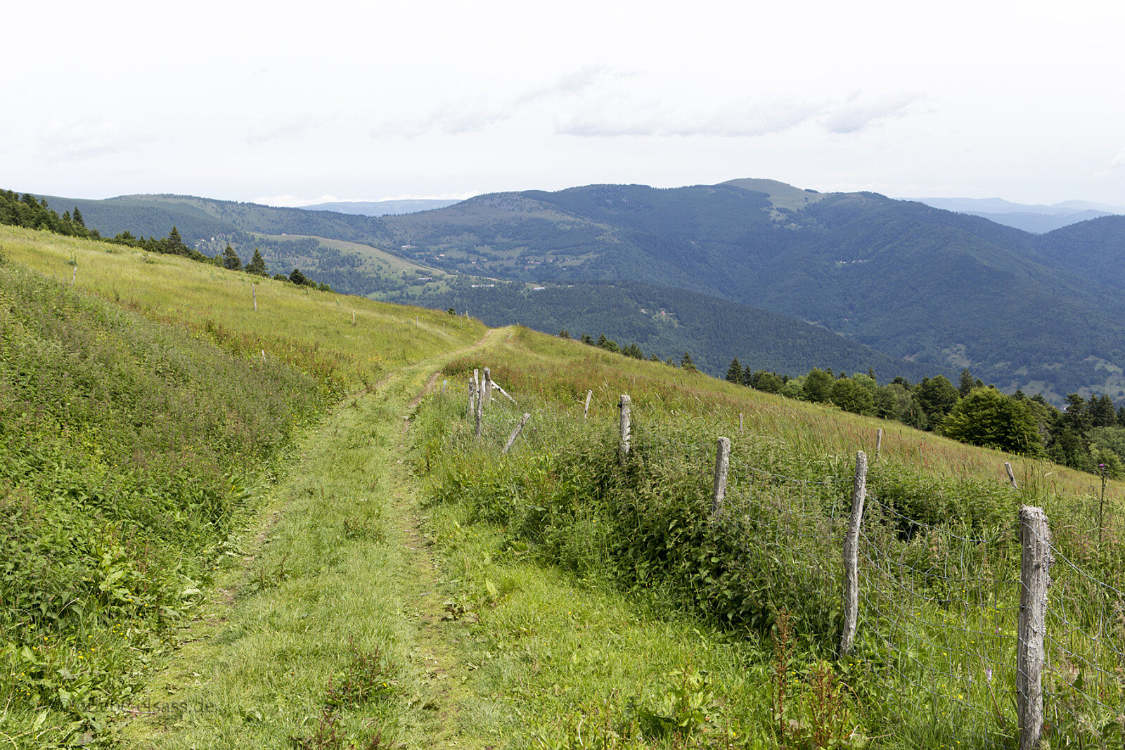 Mit Gras bewachsener Wanderweg am Grand Ballon in den Hochvogesen