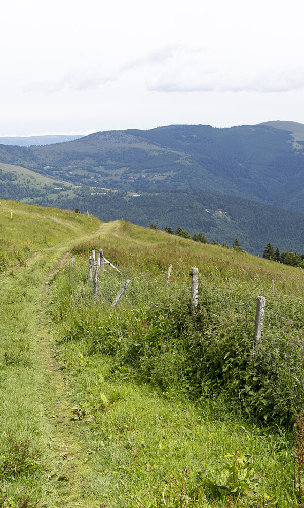 Wanderweg am Grand Ballon